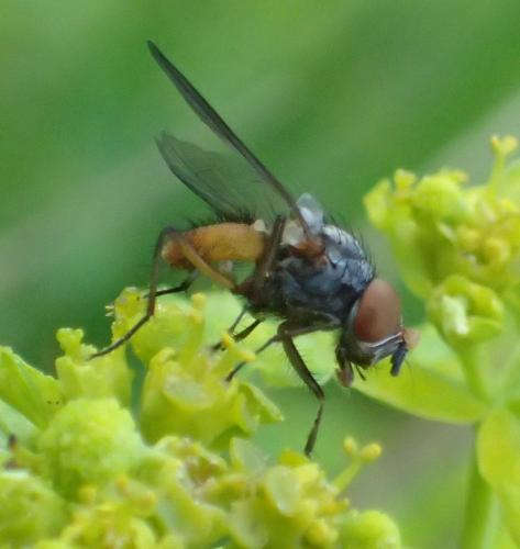 Pegomya sp.